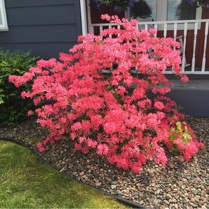 Meet your Posher, Dana